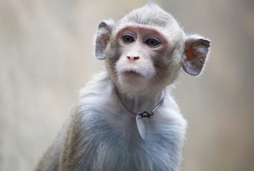 Autistic Monkey